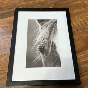 Horse picture